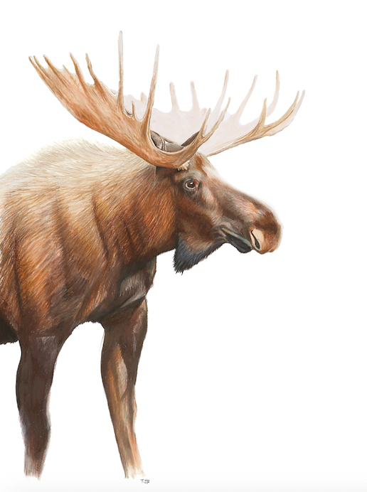 "Bull Moose" Colored Pencil Print (cs 3)