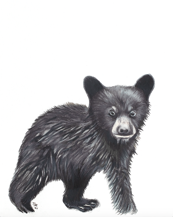 "Black Bear Cub" Colored Pencil Print (cs 3)