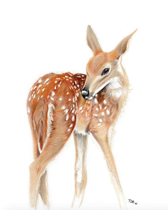 "Solo Fawn" Colored Pencil Print (cs 3)