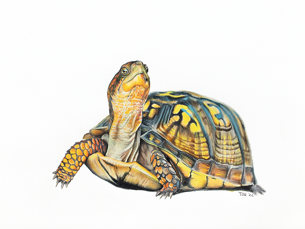 Eastern Box Turtle Colored Pencil Print.