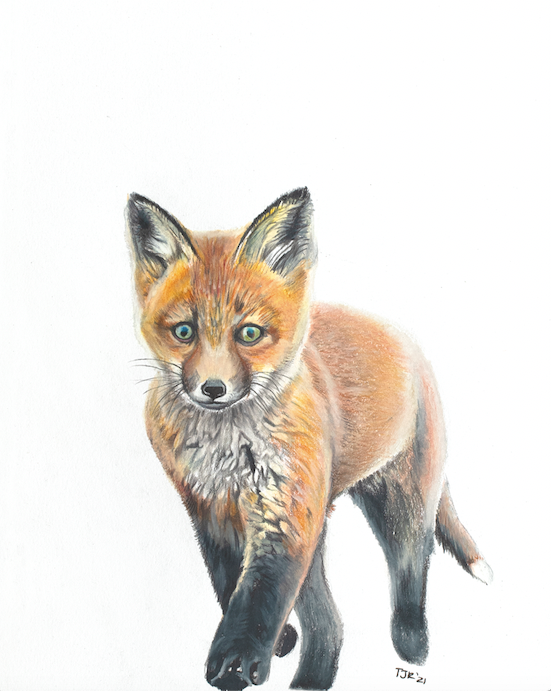 Red Fox Kit Colored Pencil Print