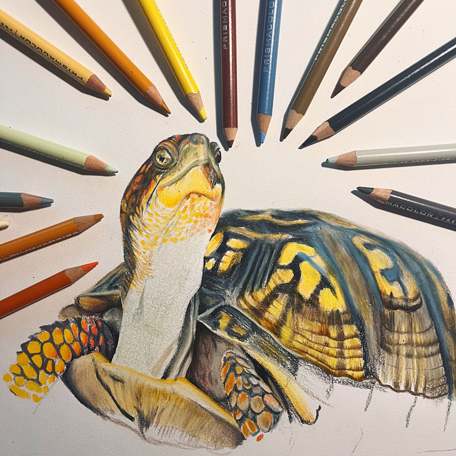 Eastern Box Turtle Colored Pencil Print.