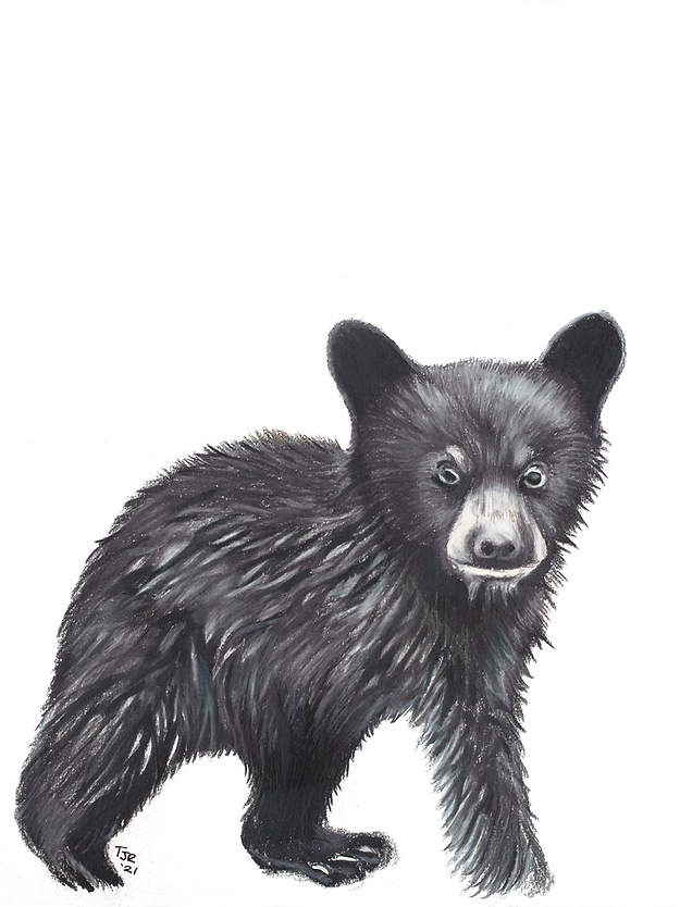 Black Bear Cub Colored Pencil Print.