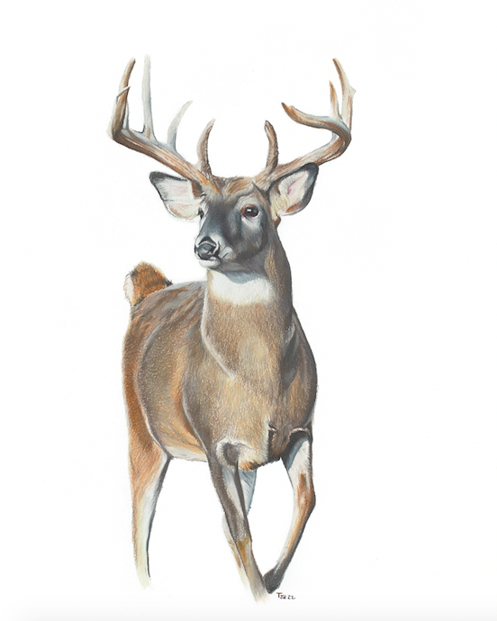 "Proceed with Caution" Colored Pencil Buck Print (cs 3)