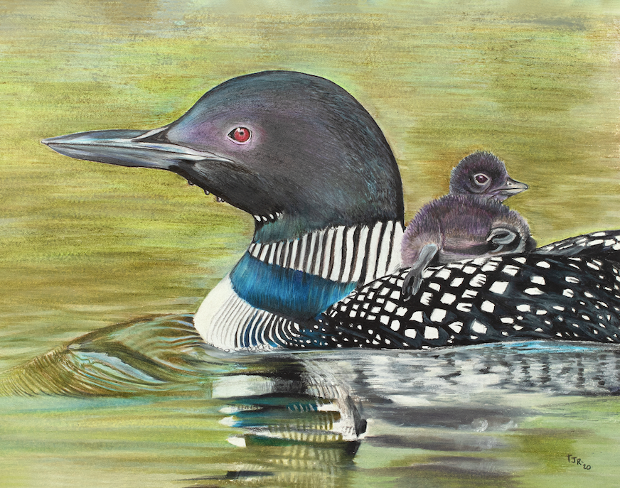 "Hitchhiker" Colored Pencil Loon Print (cs 3)