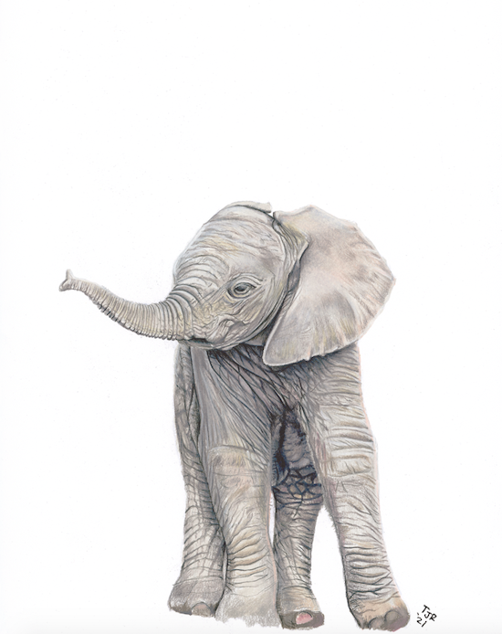 Elephant Calf Colored Pencil Print.