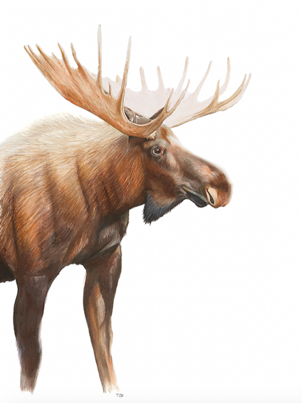 Bull Moose Colored Pencil Print.